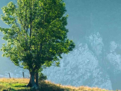 Mali obrońcy klimatu. Co naprawdę kryje się w korze drzew