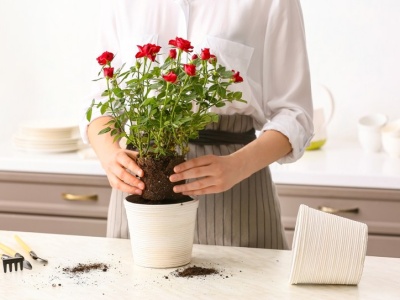 To idealna roślina na Walentynki. Prosta w uprawie i efektowna