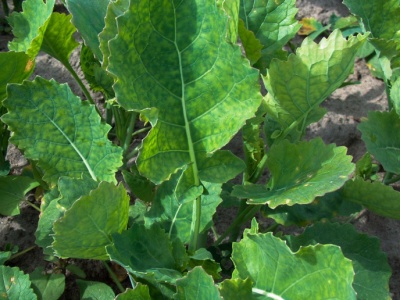 Wiosenne nawożenie rzepaku siarką. Jak właściwie dobrać dawkę? Wyjaśnia prof. Szczepaniak