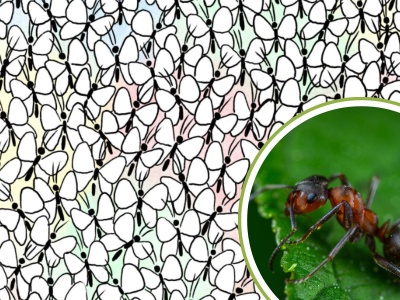 Łamigłówka obrazkowa. Spostrzegawczym wystarczy pięć sekund, by znaleźć mrówkę