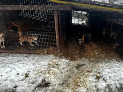 Tragiczne warunki w pseudohodowli pod Wieliczką. Policja  pomogła uratować  39 zwierząt