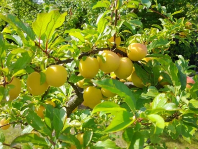 Co posadzić w sadzie na przetwory? Wiosna to najlepszy moment