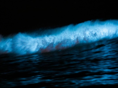 Tlen z głębin Pacyfiku. Nowe odkrycie kwestionuje podstawy biologii