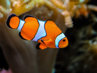 Nemo się kurczy. Sprawdzamy dlaczego ryby na całym świecie stają się coraz mniejsze