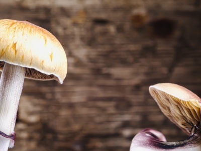 Jak powstały grzyby halucynogenne? Fascynujące powiązania z owadami