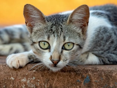 Rusza akcja sterylizacji i kastracji wolno żyjących kotów w Jeleniej Górze w 2026 roku