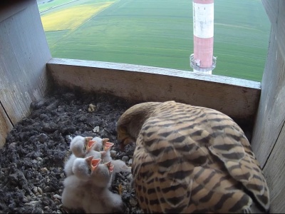 Cemex podkreśla zaangażowanie w ochronę przyrody. Dowodem wyniki sezonu lęgowego pustułek