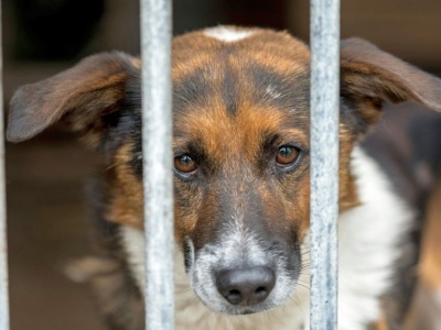 Nowy wymóg dla milionów Polaków. Jeśli nie zaczipujesz pupila, zapłacisz karę