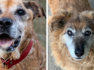 Psi seniorzy szukają domu. Kapitan i Zgredek to nowi wirtualni podopieczni LM.pl