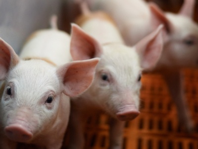 Rosną ceny warchlaków. Drożeją zwłaszcza zwierzęta z importu