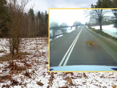 Leśnicy pokazali nagranie z Podkarpacia. 