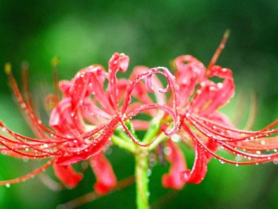 Zmagasz się z przebarwieniami skóry? Ekstrakt z tej rośliny może pomóc złagodzić objawy