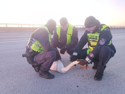 Policjanci z pomocą polecieli na skrzydłach. Łabędź wylądował na moście i biegał między autami