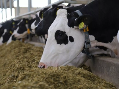Smart farming i AI na usługach krów mlecznych. Konferencja w Krakowie już w marcu!