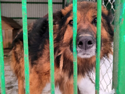 Szczęśliwe czworonogi z tarnowskiego Azylu już w nowych domach. W niedzielę kolejna Akcja Mrozy