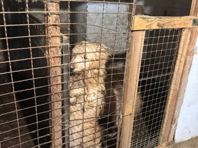 Tragedia zwierząt w pseudoschronisku. 39 psów i kotów wyciągniętych z klatek (Galeria)