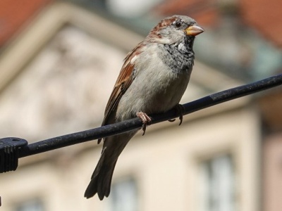 Zaskakujące zachowanie ptaków w mieście. Naukowcy nie znają przyczyny