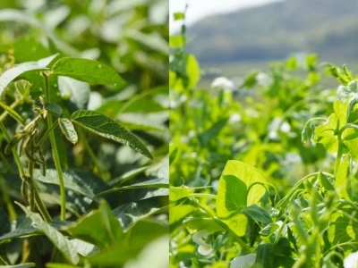 Czy uprawa grochu może zastąpić soję na szeroką skalę?