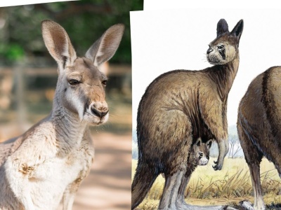 Wielki, skaczący kangur. Ćwierćtonowe olbrzymy były zwinniejsze niż sądzono