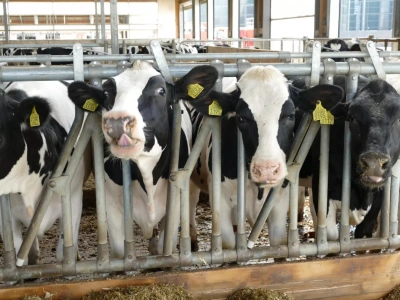 13 miesięcy i 400 kg. Jak OHZ Lubiana prowadzi rozród jałówek?