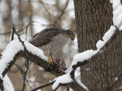 Dokarmiasz ptaki zimą? On chce na tym skorzystać. Jeden błąd zwiększa ryzyko ataku