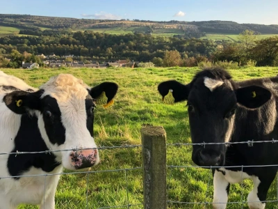 Ukraińscy hodowcy rezygnują z krów. Co pokazują najnowsze dane?