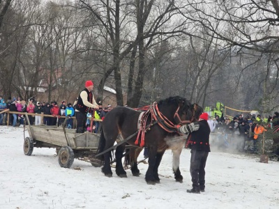 XV Zawody Furmanów w Węgierskiej Górce. Siła tradycji i ciężkiej pracy w beskidzkich lasach