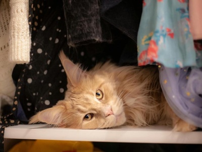 Coraz więcej osób łamie tabu i mówi wprost: śmierć zwierzęcia boli bardziej niż odejście krewnego