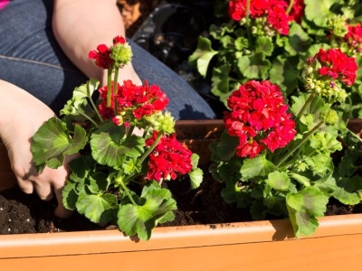 Koniecznie zrób to z pelargoniami w lutym. Inaczej możesz zapomnieć o kwiatach