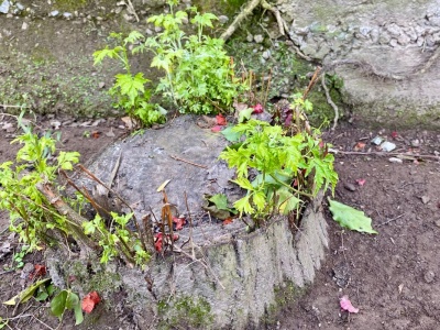 Odrosty na pniu drzewa błyskawicznie uschną. Doświadczeni ogrodnicy stosują ten niezawodny trik
