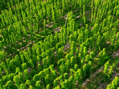W Polsce rośnie najdroższa roślina świata. Zbiory ruszają już niebawem