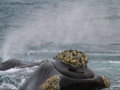 Najrzadszy waleń na świecie zaplątał sie w sieć. Tragiczny finał