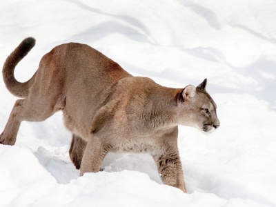 Poszukiwania dużego, dzikiego kota w gminie Będzino bez efektów