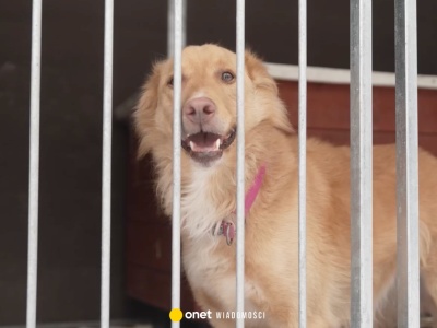 Psy z Sobolewa trafiły do nowego schroniska. 