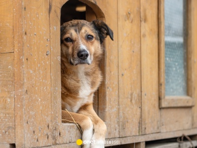 Obowiązek czipowania psów coraz bliżej? 