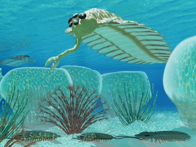 Wyjątkowe skamieniałości z Chin. Okno na życie sprzed 512 mln lat