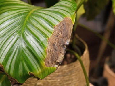 Liście roślin brązowieją? Zamiast chwytać za nożyczki, zrób tę jedną rzecz