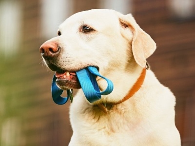 Czipowanie psów będzie obowiązkowe! Kto zapłaci za nowy system?