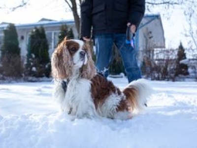 Obowiązkowe czipowanie psów coraz bliżej. Oto ile ma kosztować