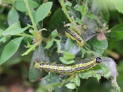 Mróz ich nie zabije. Wylej to na bukszpan po zimie – larwy padną jedna po drugiej