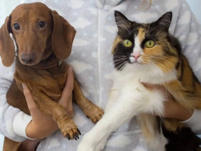 Obowiązek czipowania psów i kotów