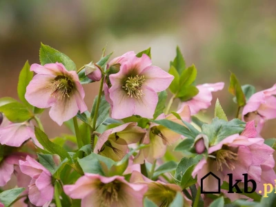 Ta roślina, kwitnie nawet na mrozie. Coraz więcej osób sadzi ją w ogrodzie