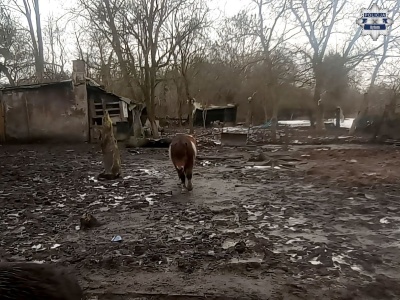 Dramatyczna interwencja w Bytomiu. Zwierzęta odebrane z fatalnych warunków