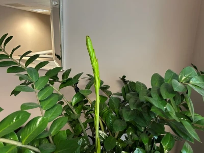 Jeden składnik plus woda. Zamiokulkas w końcu ruszy z miejsca