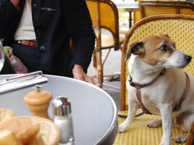 „DGP”: obowiązek czipowania psów coraz bliżej