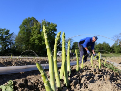 Niemcy chcą wyjątku od płacy minimalnej. Stracą Polacy