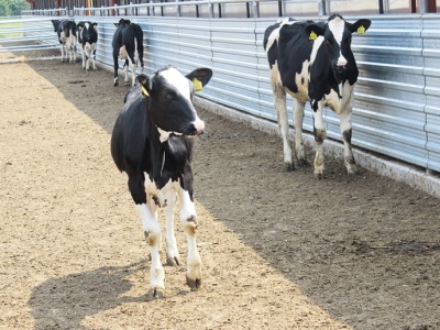 O tym obowiązku należy pamiętać ubiegając się o płatności dobrostanowe. Ważny termin mija 14 marca