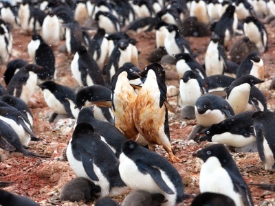 Odchody pingwinów mogą pomóc chłodzić Antarktydę