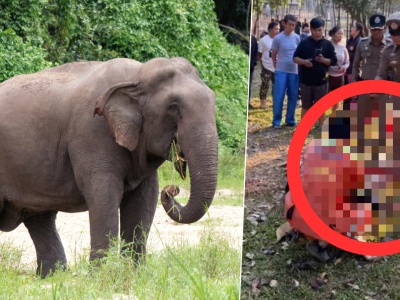 Trzeci śmiertelny atak słonia w Parku Narodowym w Tajlandii. 69-letni turysta nie żyje