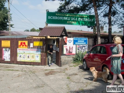 Obowiązkowy czip dla psów i kotów. Rząd przyspiesza prace po aferze w schronisku